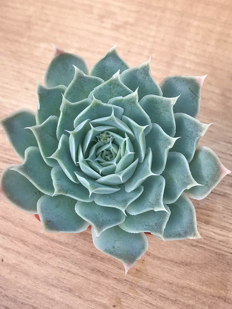 SHPR8252 Echeveria simulans ‘Ascension’