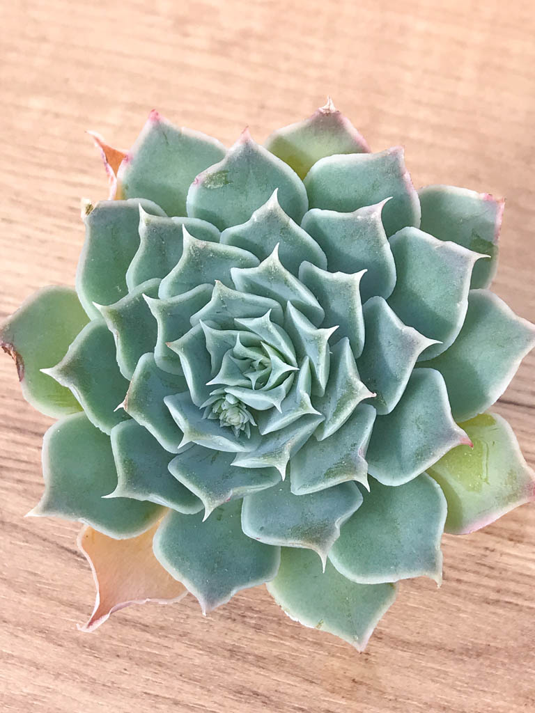 SHPR8252 Echeveria simulans ‘Ascension’ - immagine 4