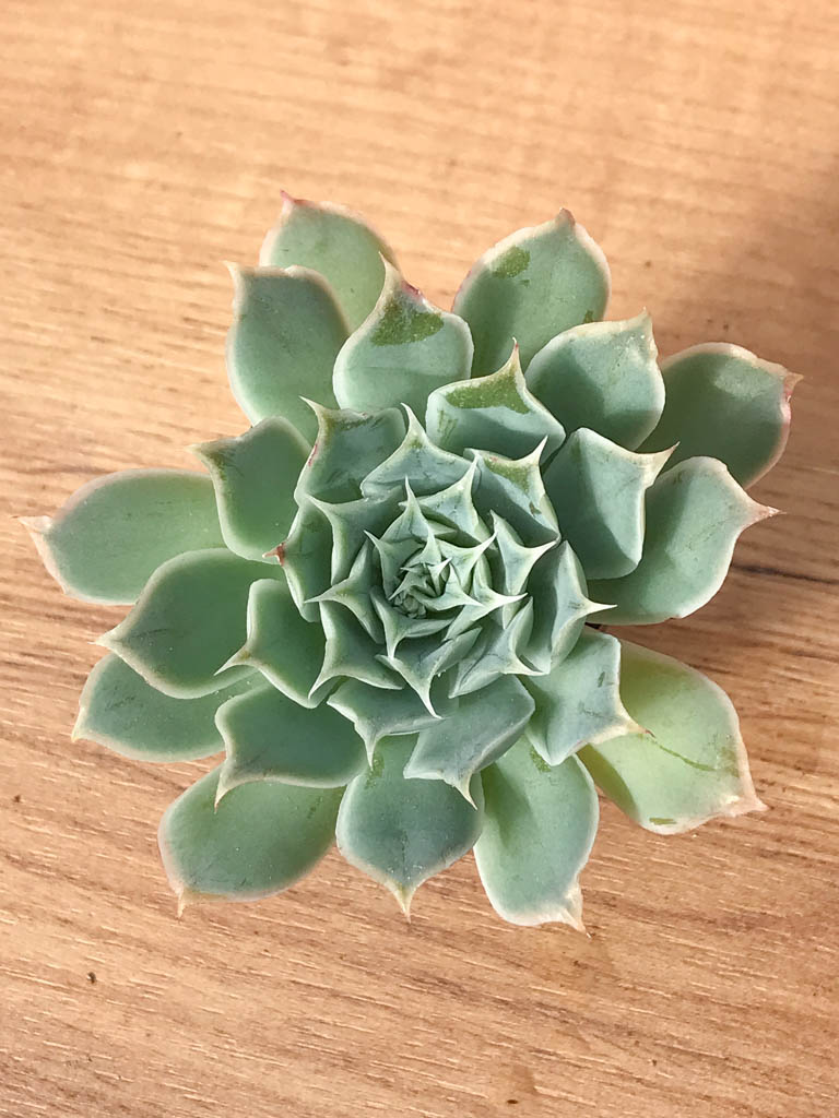 SHPR8252 Echeveria simulans ‘Ascension’ - immagine 5