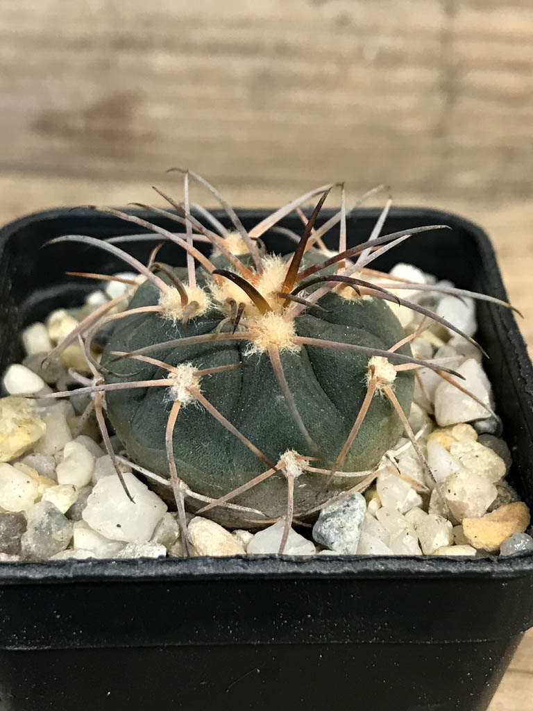 SHPR8260 Gymnocalycium spegazzinii TOM 325/1 - immagine 2