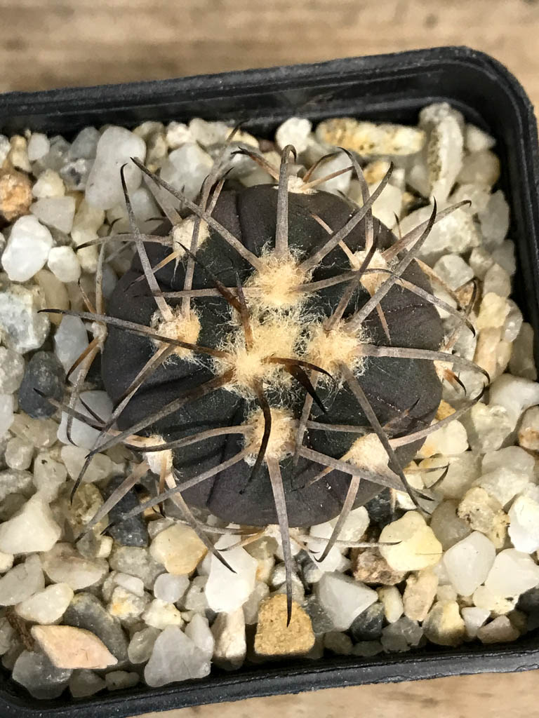 SHPR8260 Gymnocalycium spegazzinii TOM 325/1 - immagine 5