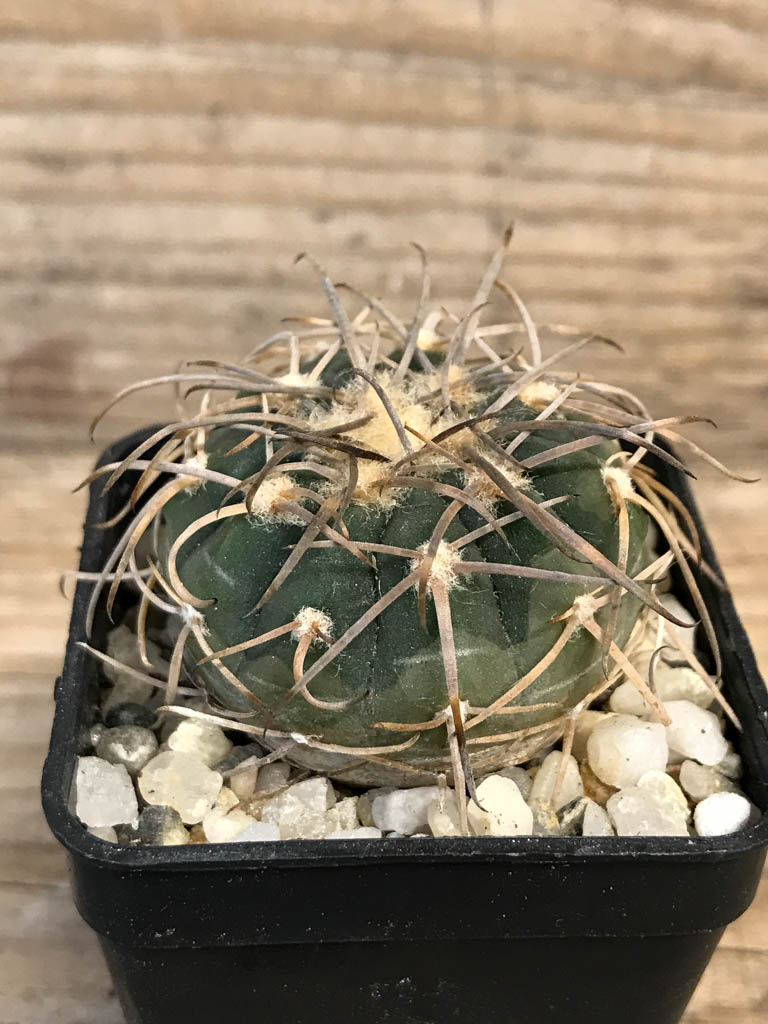 SHPR8262 Gymnocalycium spegazzinii LB 4719 - Obrázek 2