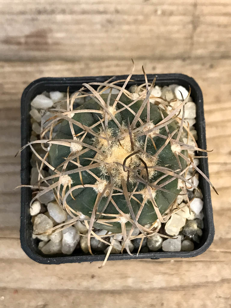SHPR8262 Gymnocalycium spegazzinii LB 4719 - Obrázek 3
