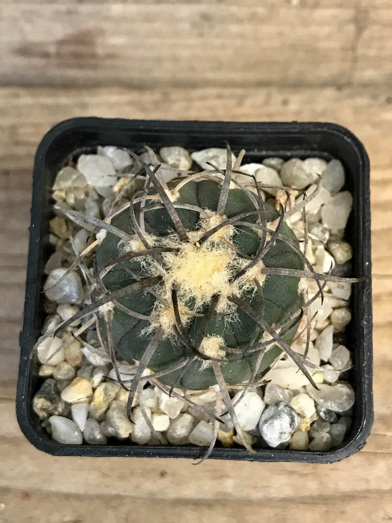 SHPR8262 Gymnocalycium spegazzinii LB 4719 - Obrázek 4