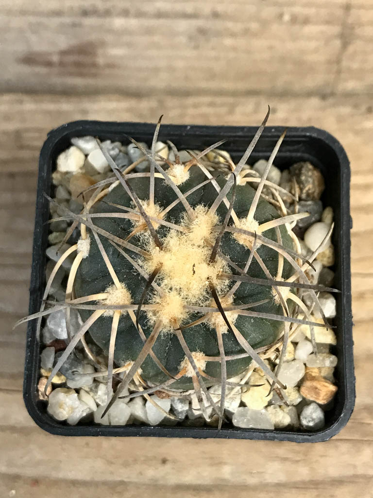 SHPR8262 Gymnocalycium spegazzinii LB 4719