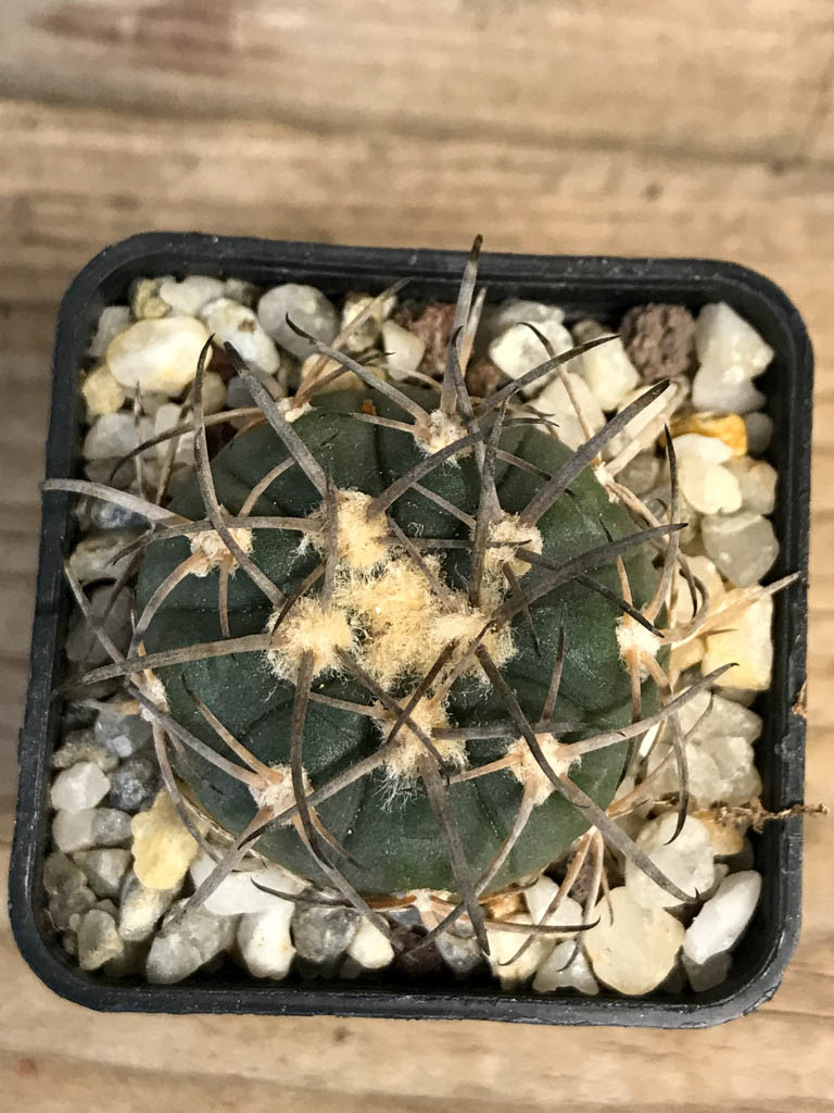 SHPR8262 Gymnocalycium spegazzinii LB 4719 - Obrázek 5