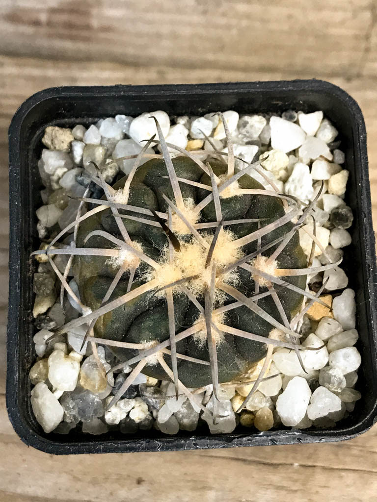 SHPR8262 Gymnocalycium spegazzinii LB 4719 - Obrázek 6