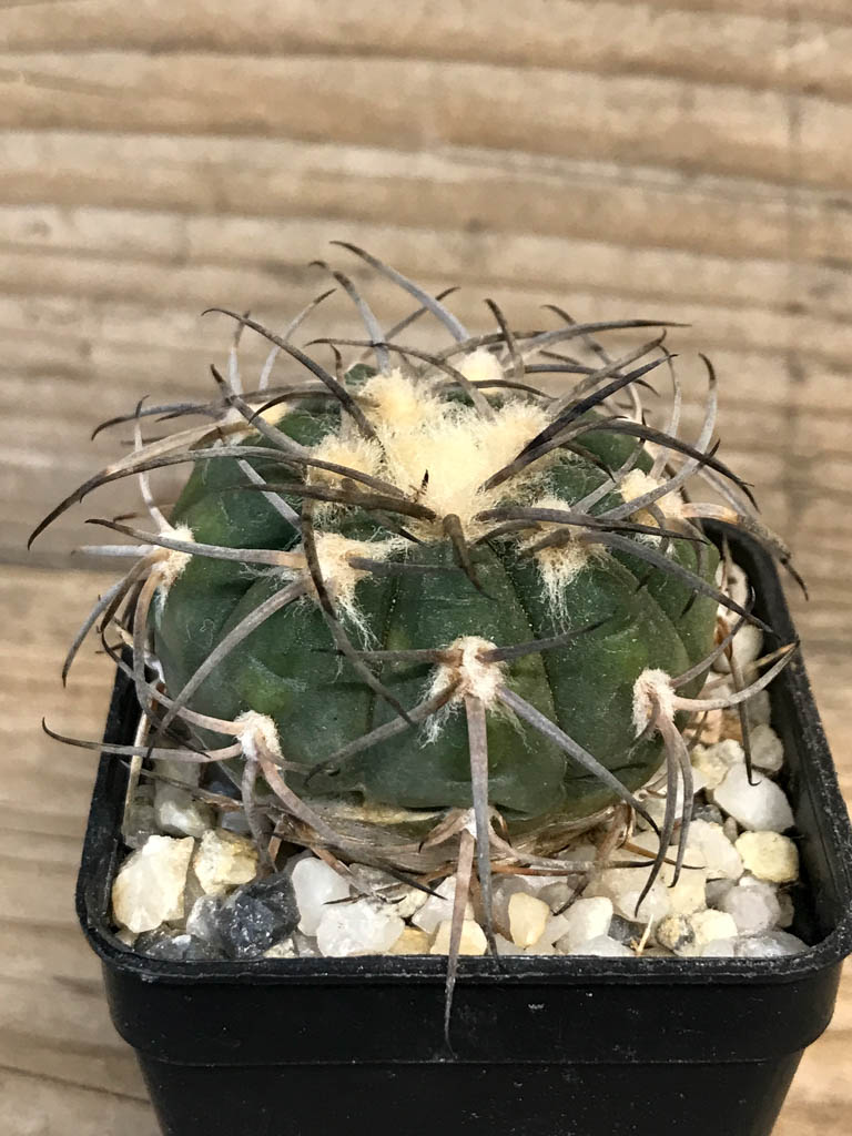 SHPR8264 Gymnocalycium spegazzinii LB 4731 - Imagen 2