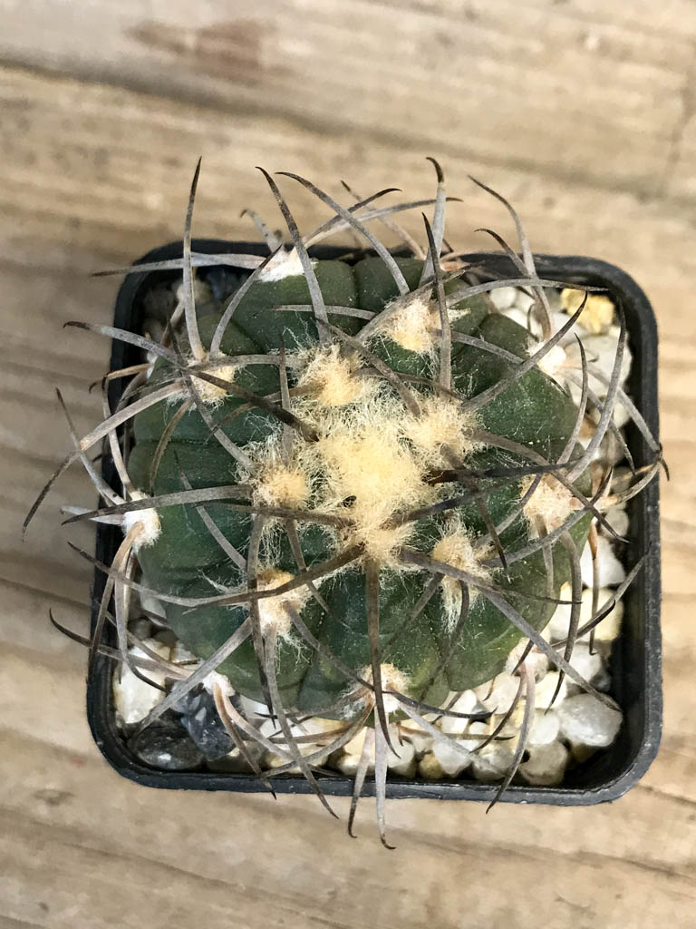 SHPR8264 Gymnocalycium spegazzinii LB 4731