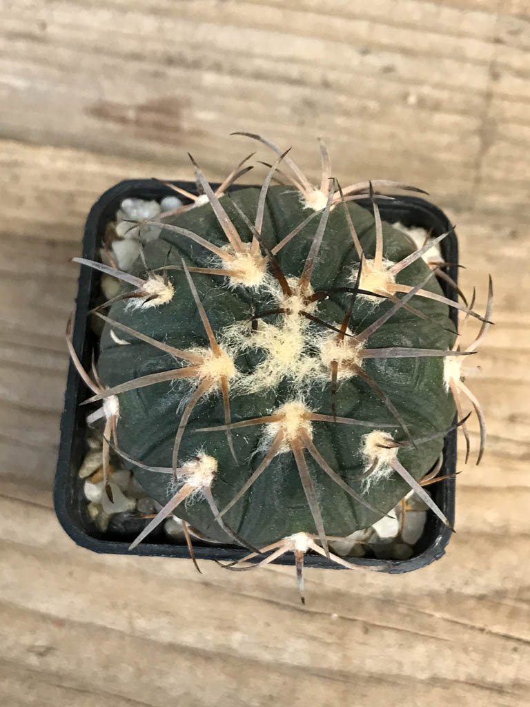 SHPR8264 Gymnocalycium spegazzinii LB 4731 - Imagen 3