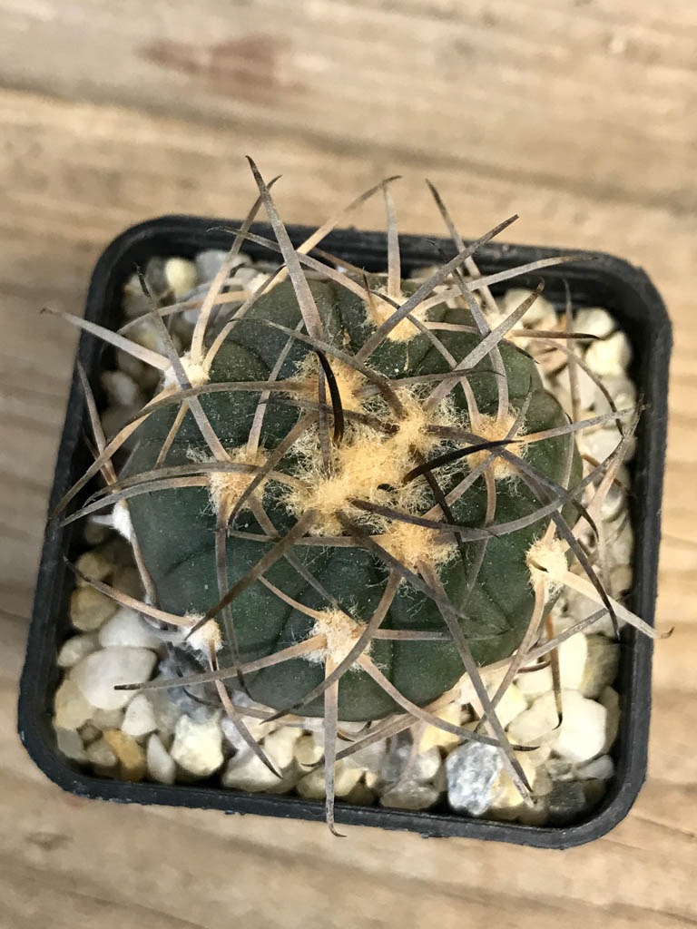 SHPR8264 Gymnocalycium spegazzinii LB 4731 - Imagen 4