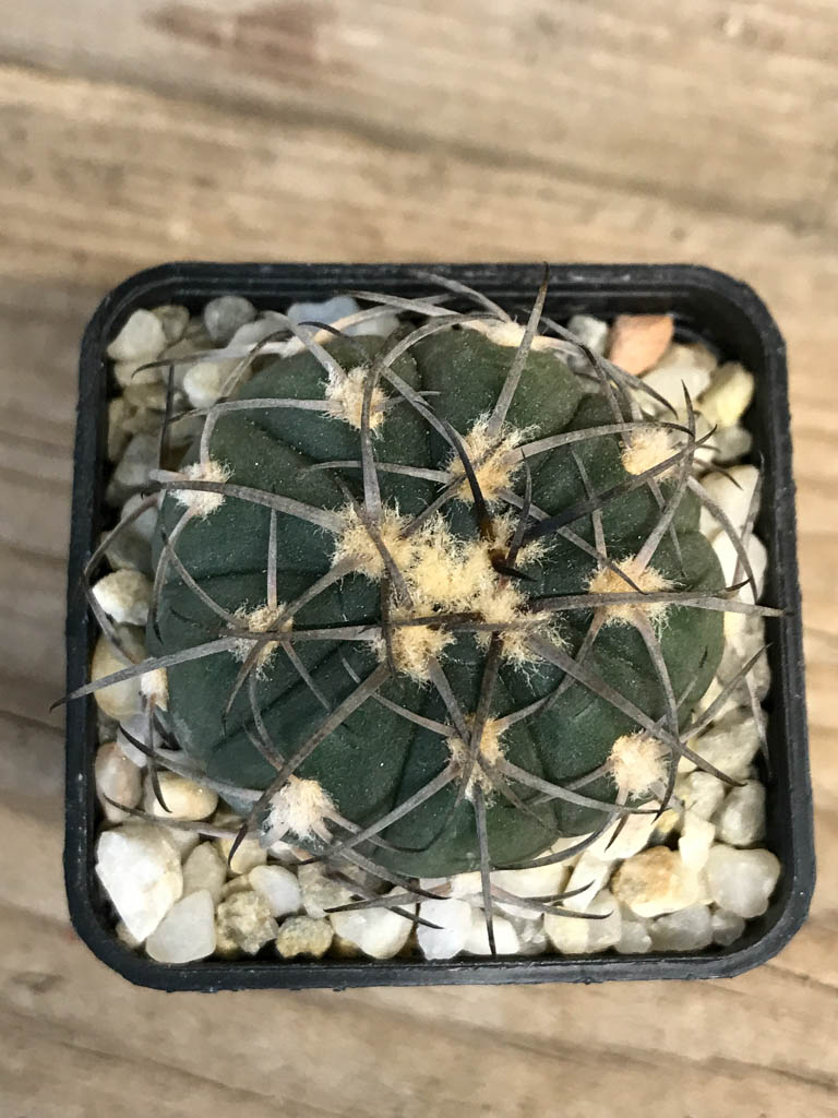 SHPR8264 Gymnocalycium spegazzinii LB 4731 - Imagen 5