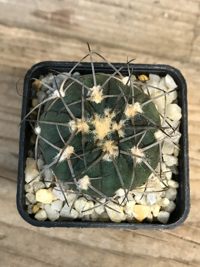 SHPR8264 Gymnocalycium spegazzinii LB 4731 - Imagen 6