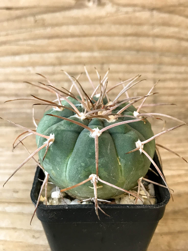 SHPR8265 Gymnocalycium spegazzinii - Image 2