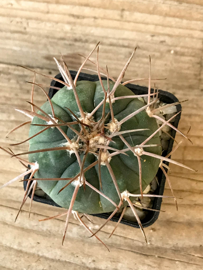 SHPR8265 Gymnocalycium spegazzinii