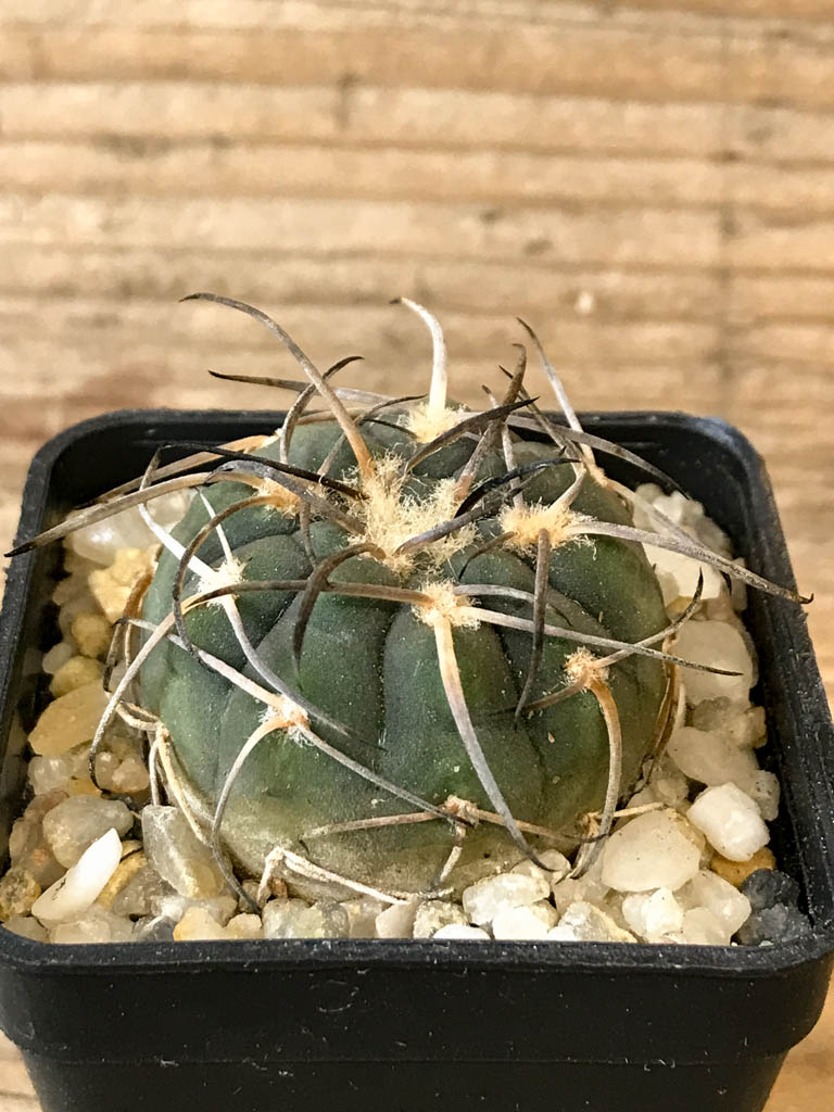 SHPR8268 Gymnocalycium spegazzinii - Image 2