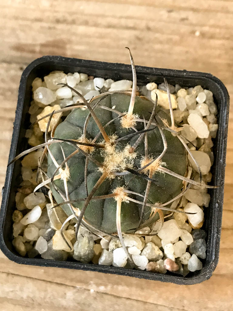 SHPR8268 Gymnocalycium spegazzinii - Image 3