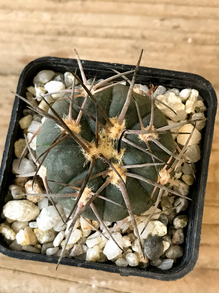 SHPR8268 Gymnocalycium spegazzinii - Image 4