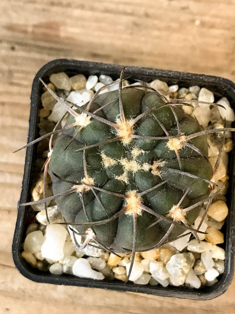 SHPR8268 Gymnocalycium spegazzinii
