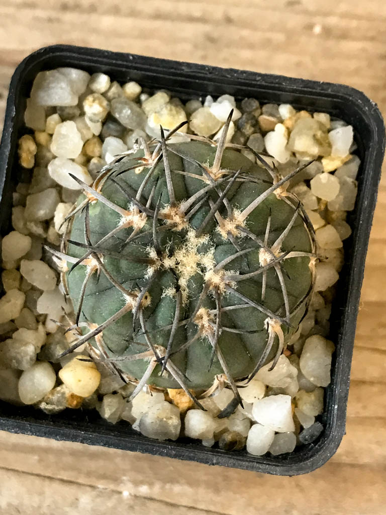 SHPR8268 Gymnocalycium spegazzinii - Image 5