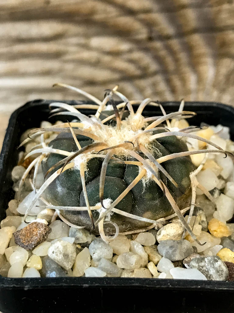 SHPR8269 Gymnocalycium spegazzinii var. Major MT 07-286 - Obrázek 2