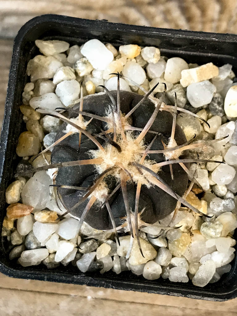 SHPR8269 Gymnocalycium spegazzinii var. Major MT 07-286 - Obrázek 3