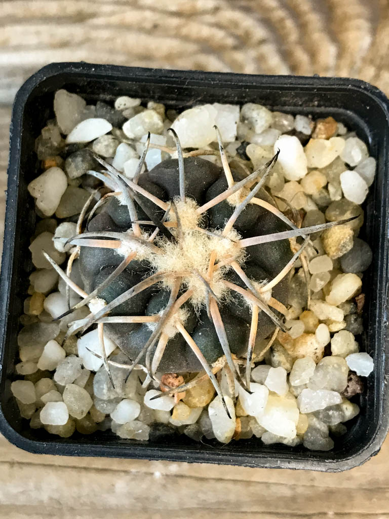 SHPR8269 Gymnocalycium spegazzinii var. Major MT 07-286 - Obrázek 4