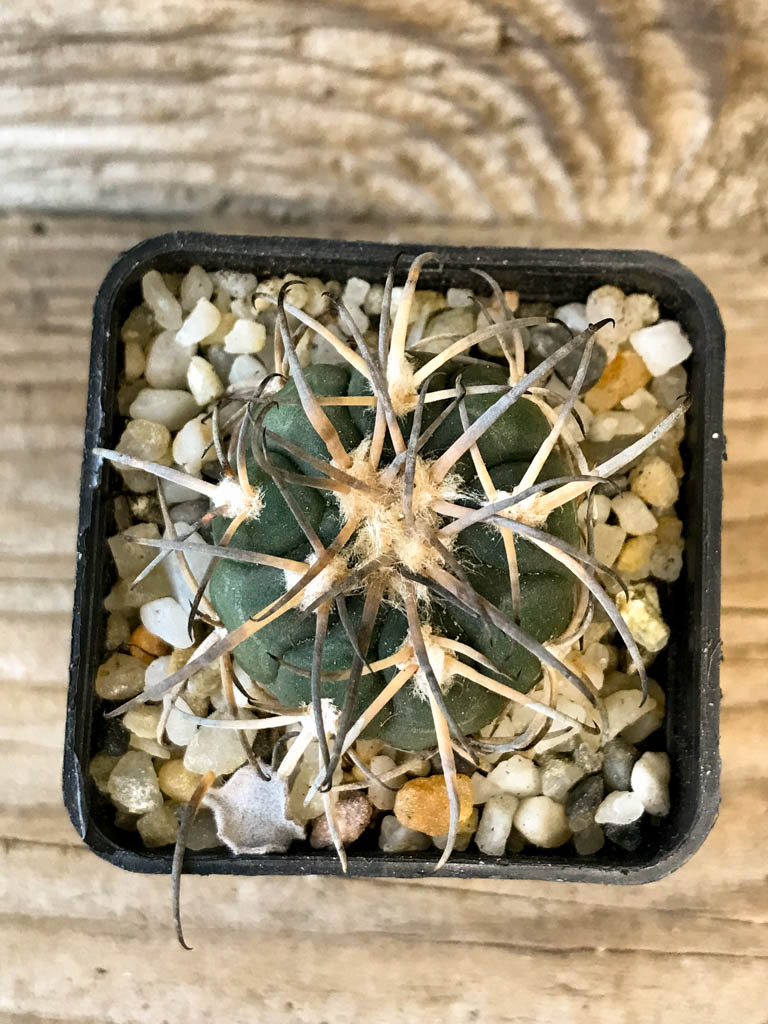 SHPR8269 Gymnocalycium spegazzinii var. Major MT 07-286 - Obrázek 5