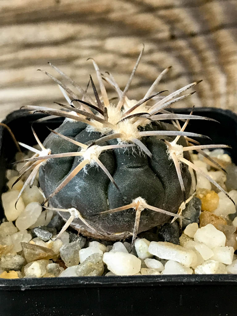 SHPR8270 Gymnocalycium spegazzinii ssp. Sarkae - Obrázek 2