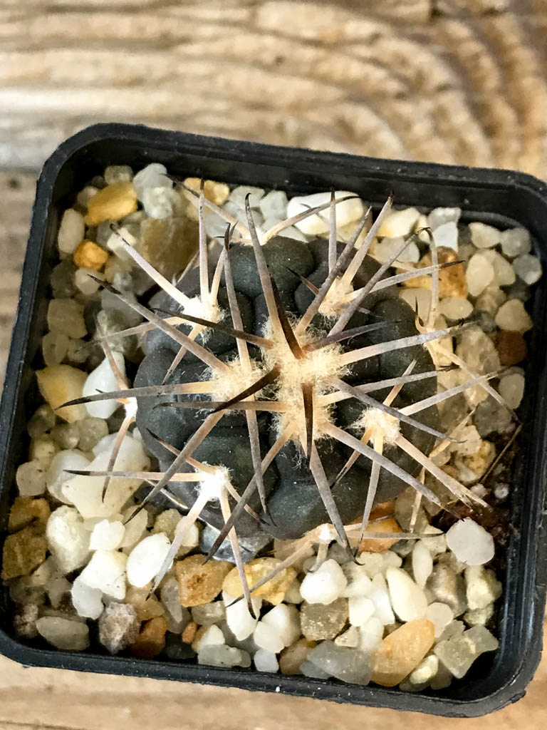 SHPR8270 Gymnocalycium spegazzinii ssp. Sarkae
