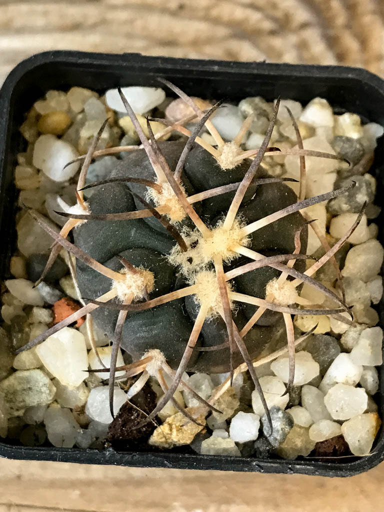 SHPR8270 Gymnocalycium spegazzinii ssp. Sarkae - Obrázek 3