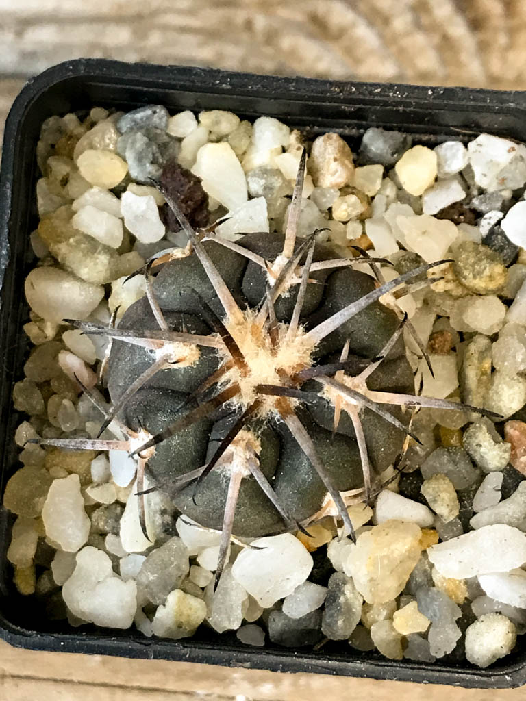 SHPR8270 Gymnocalycium spegazzinii ssp. Sarkae - Obrázek 4