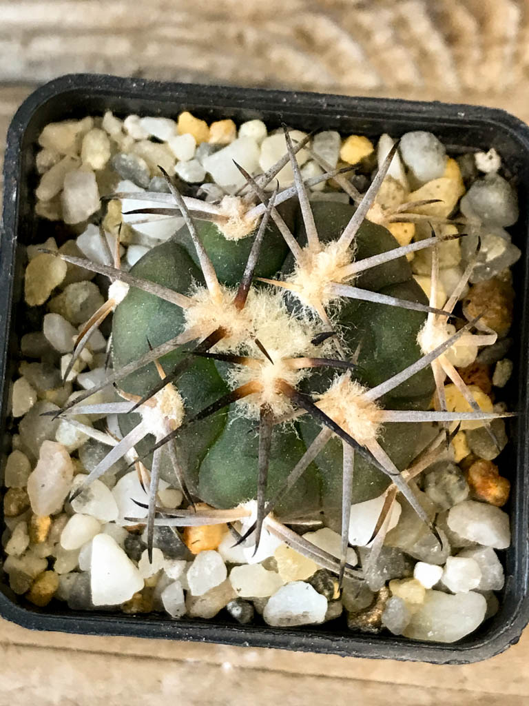 SHPR8270 Gymnocalycium spegazzinii ssp. Sarkae - Obrázek 5
