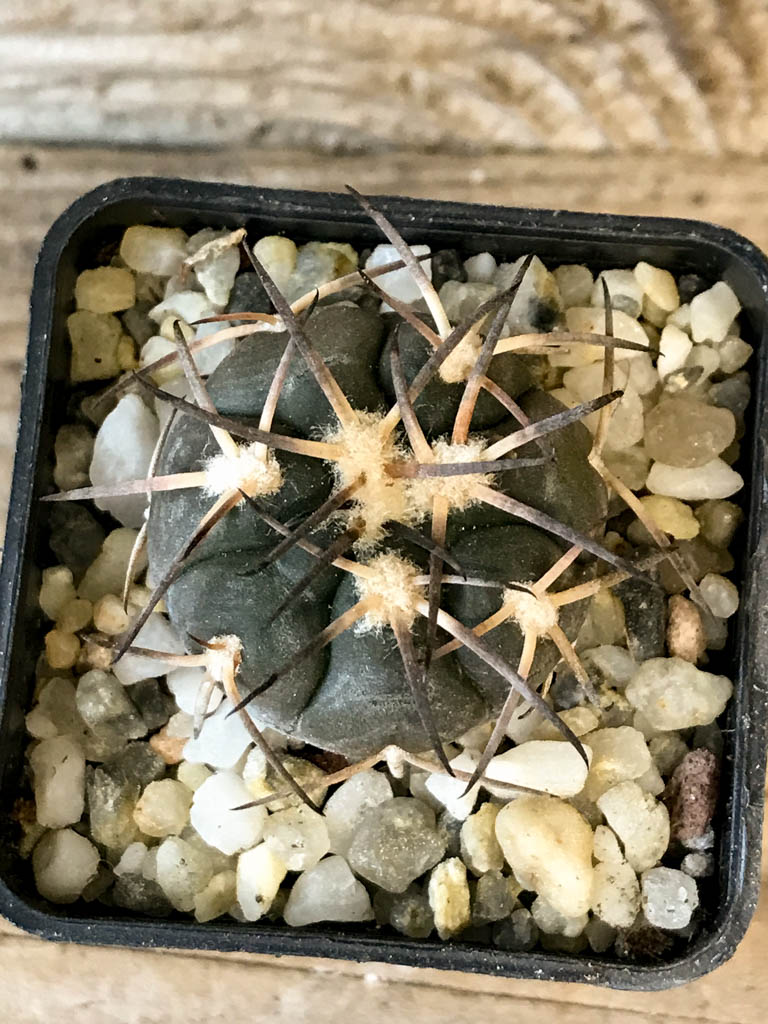 SHPR8270 Gymnocalycium spegazzinii ssp. Sarkae - Obrázek 6