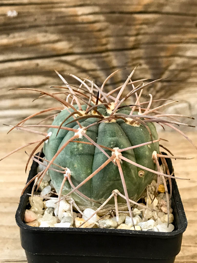 SHPR8271 Gymnocalycium spegazzinii - Зображення 2