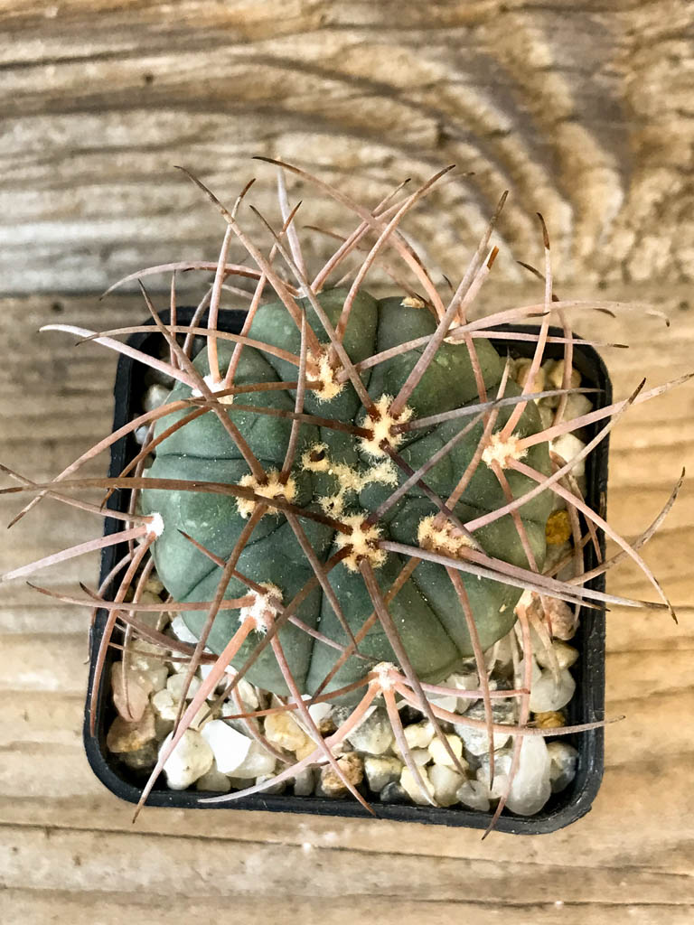SHPR8271 Gymnocalycium spegazzinii