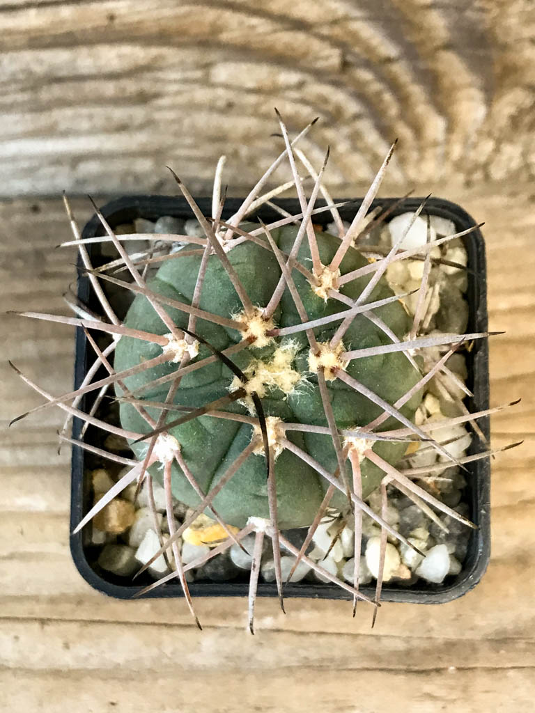 SHPR8271 Gymnocalycium spegazzinii - Зображення 3