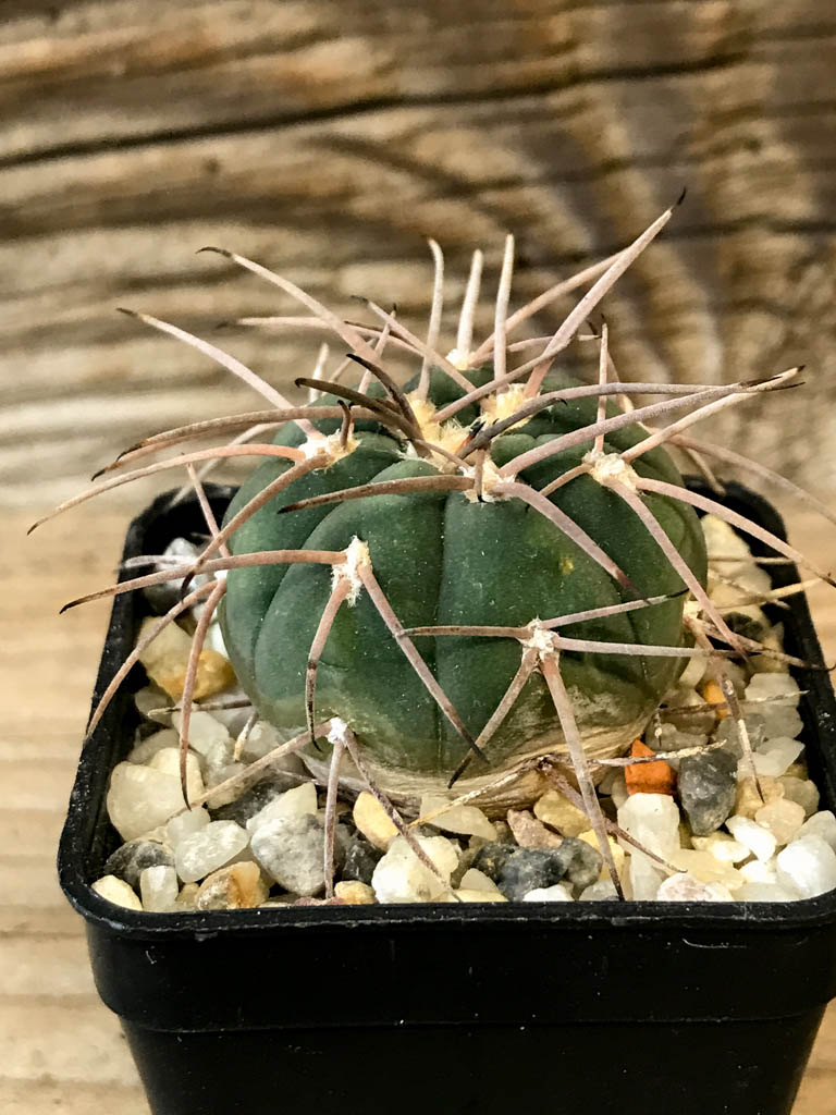 SHPR8272 Gymnocalycium spegazzinii - Obrázek 2