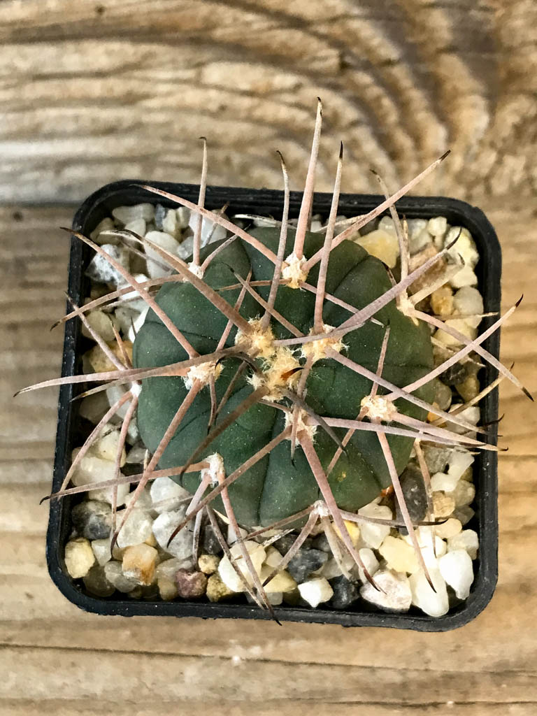 SHPR8272 Gymnocalycium spegazzinii - Obrázek 3