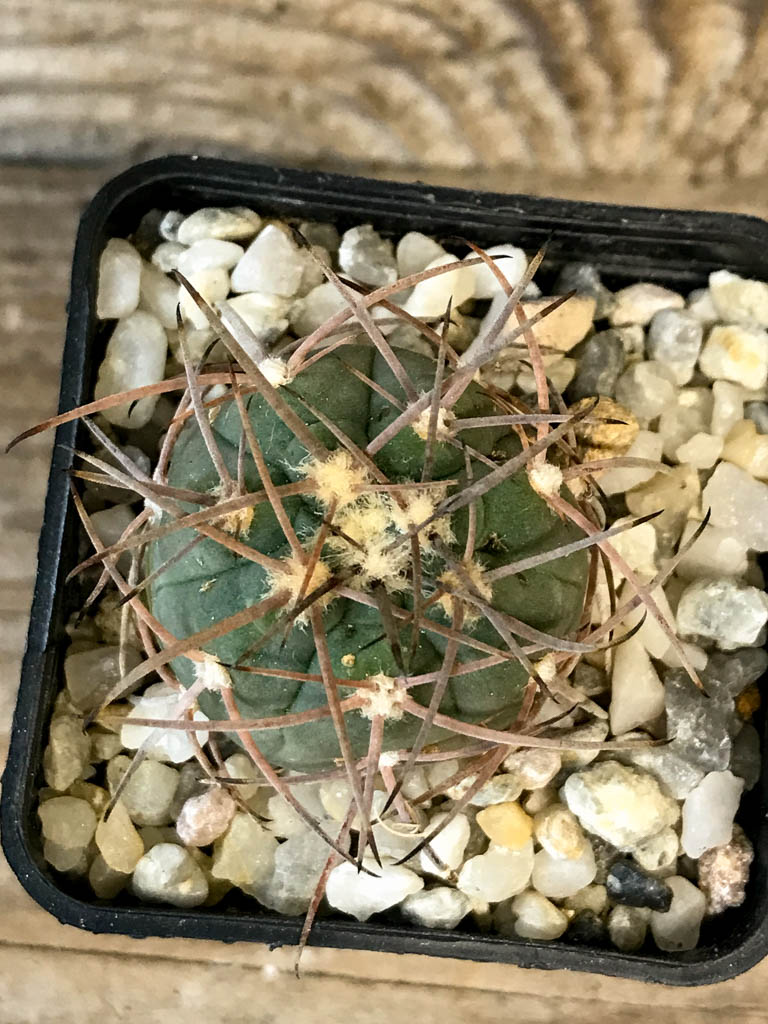 SHPR8272 Gymnocalycium spegazzinii