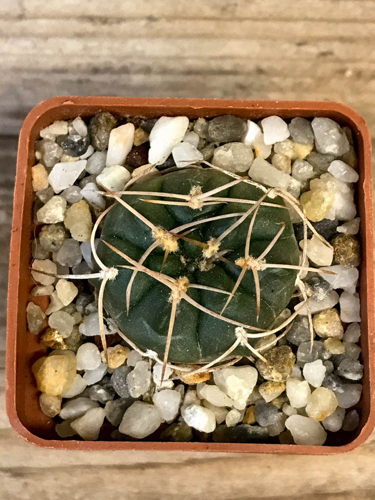 SHPR8275 Gymnocalycium rhodantherum white spines - Image 3