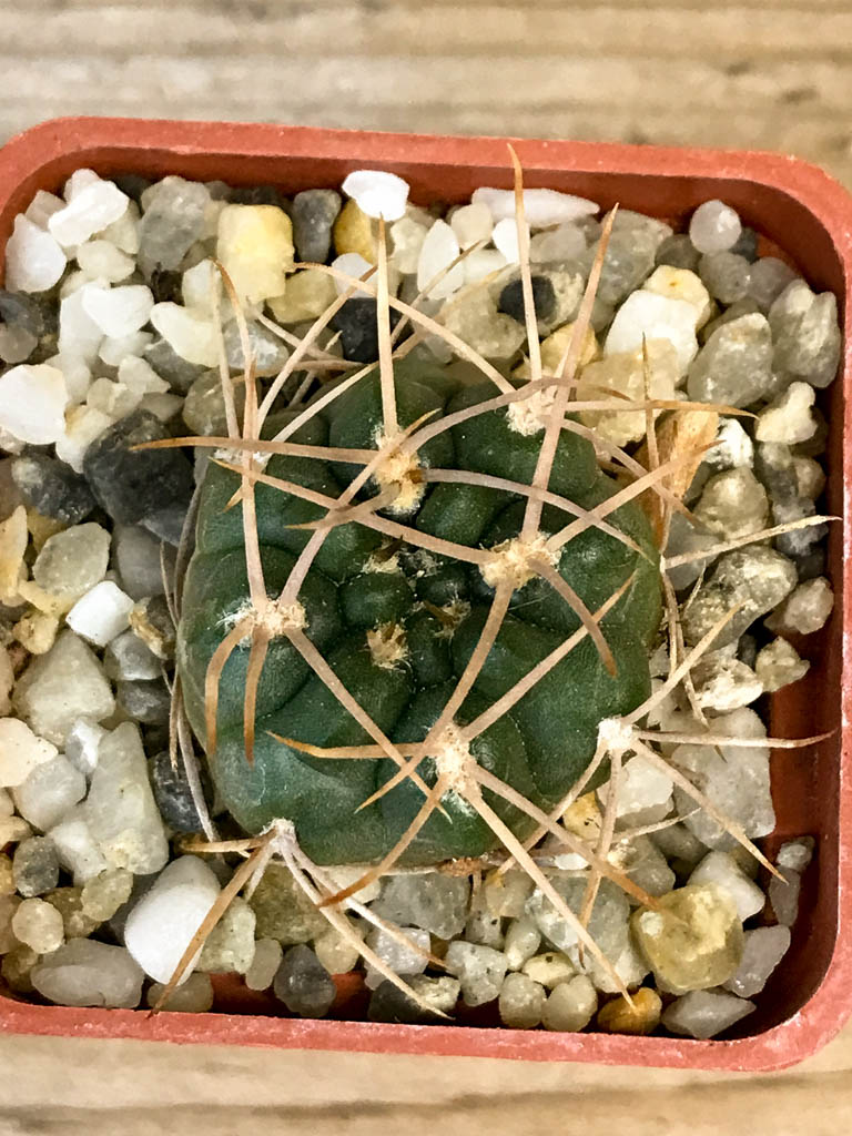 SHPR8275 Gymnocalycium rhodantherum white spines - Image 5