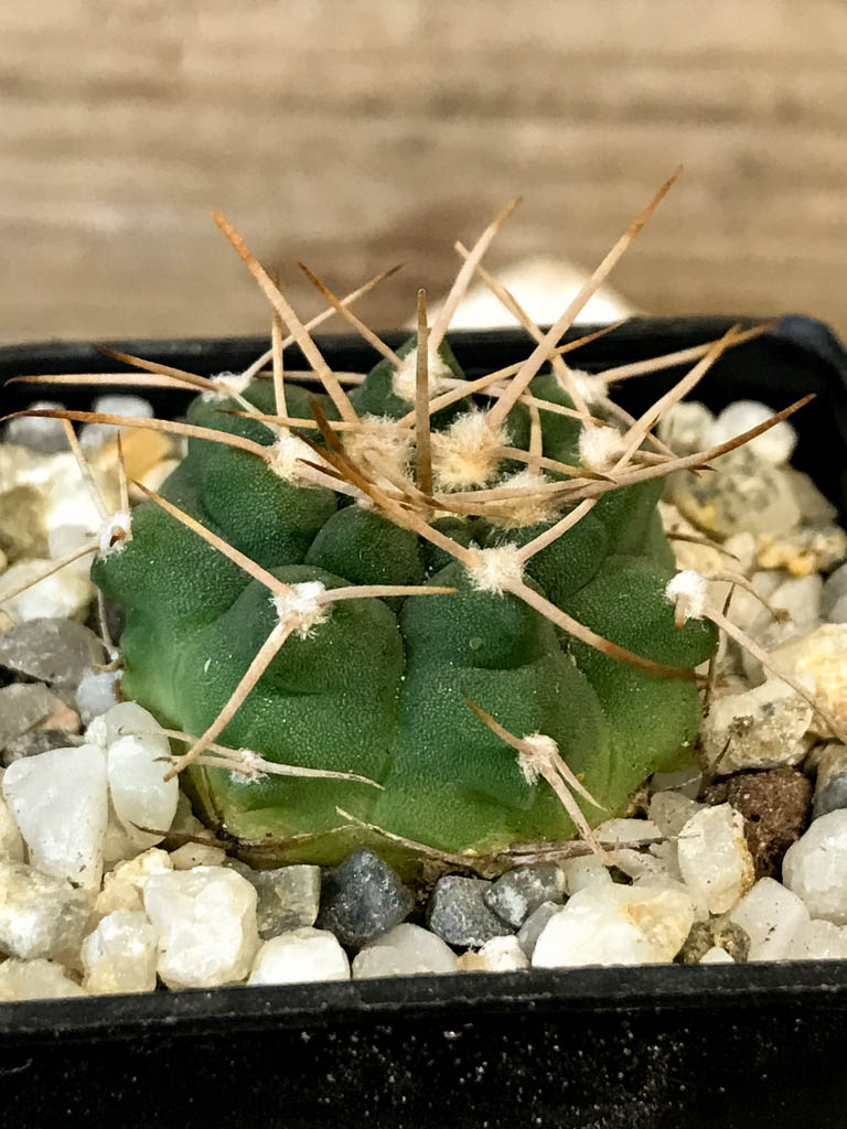 SHPR8276 Gymnocalycium intertextum long spines - Image 2
