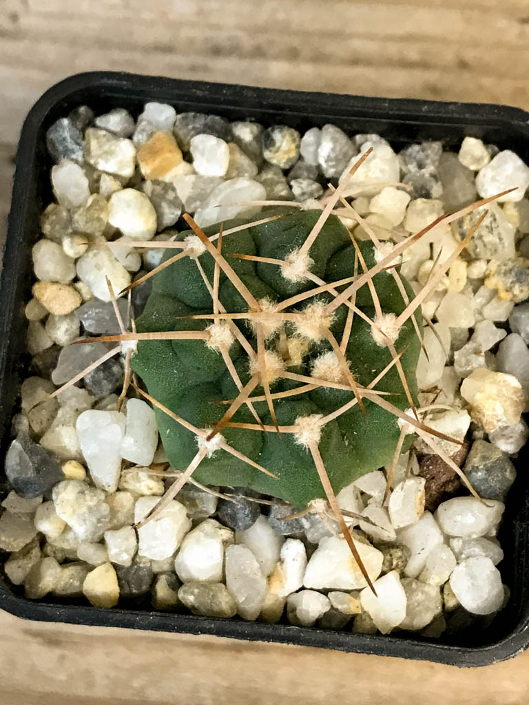 SHPR8276 Gymnocalycium intertextum long spines - Image 3