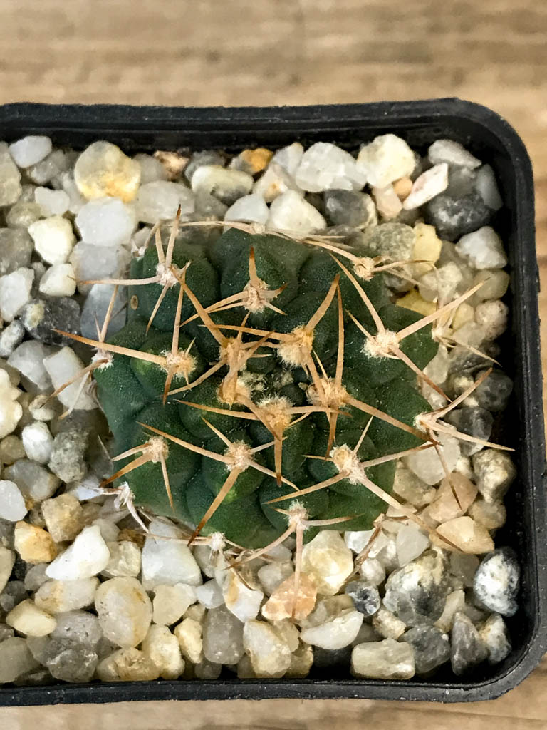 SHPR8276 Gymnocalycium intertextum long spines