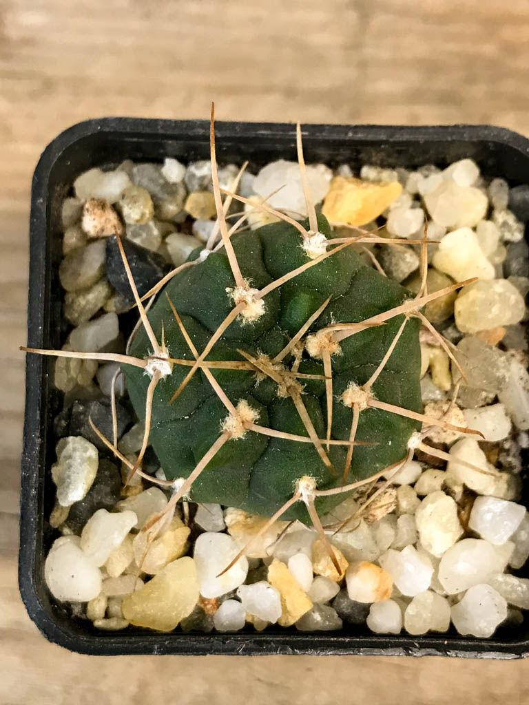 SHPR8276 Gymnocalycium intertextum long spines - Image 4