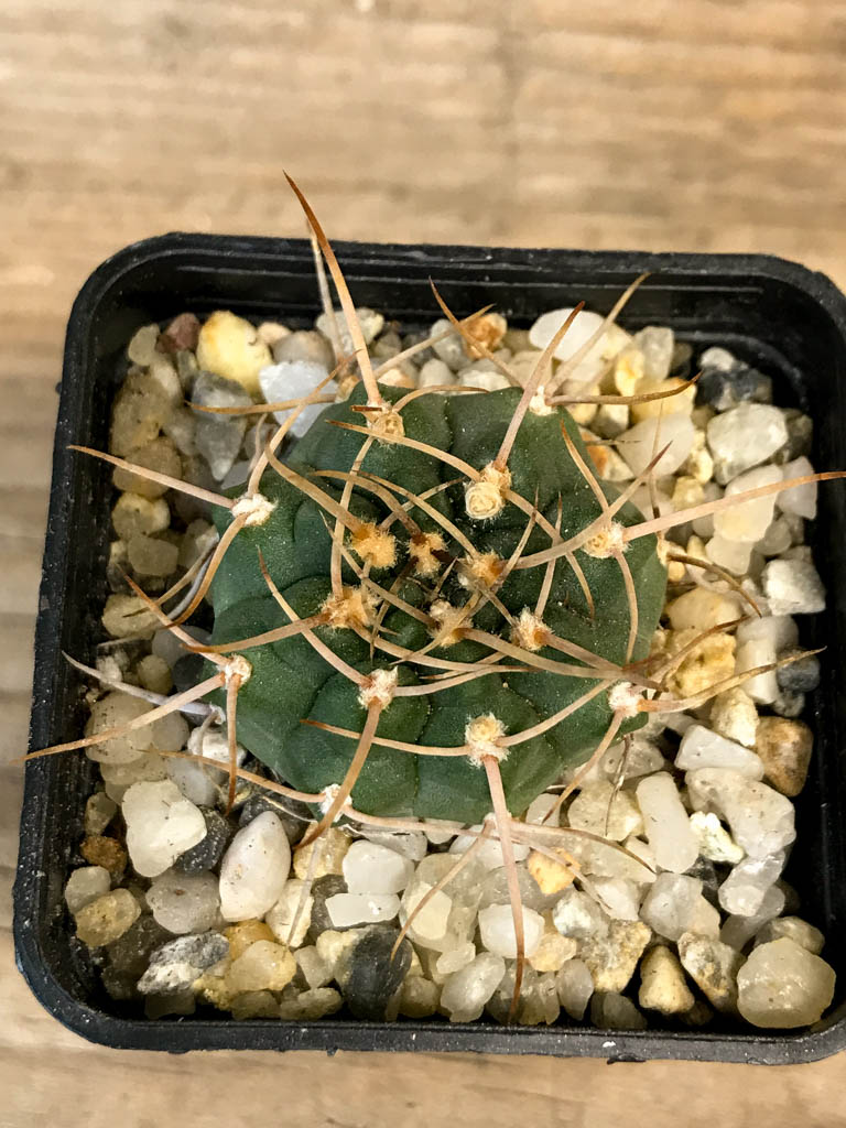 SHPR8276 Gymnocalycium intertextum long spines - Image 5