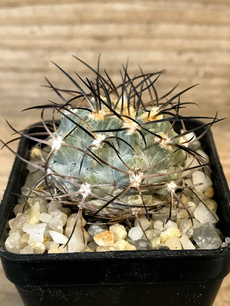 SHPR8278 Acanthocalycium glaucum - Obrázek 2