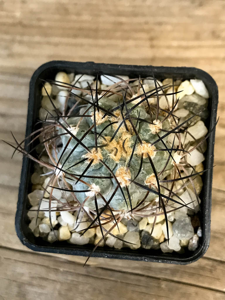 SHPR8278 Acanthocalycium glaucum - Obrázek 3