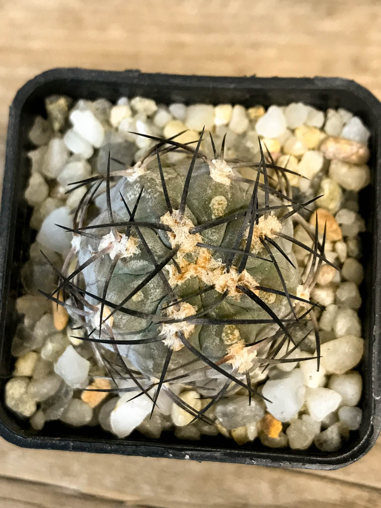 SHPR8278 Acanthocalycium glaucum
